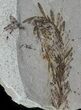 Metasequoia (Dawn Redwood) Fossil - Montana #62367-3